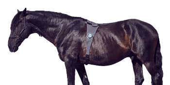 PetTech startup Piavita lassoes $5.5 million to track horse health